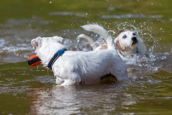 Dogs are playing in a river — Stock Photo, Image