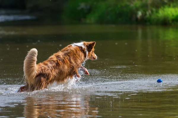 Прыгающая собака в воде — стоковое фото