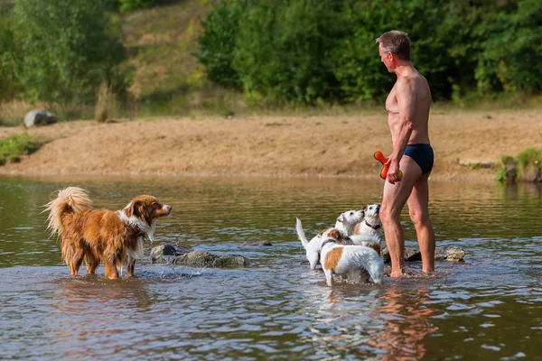 Mann mit Hunden in einem Fluss — Stockfoto