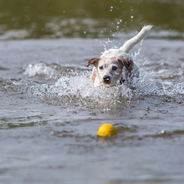 Dog retrieves a ball in the water — Stock Photo, Image