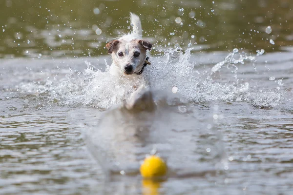 Dog retrieves a ball in the water — Stock Photo, Image