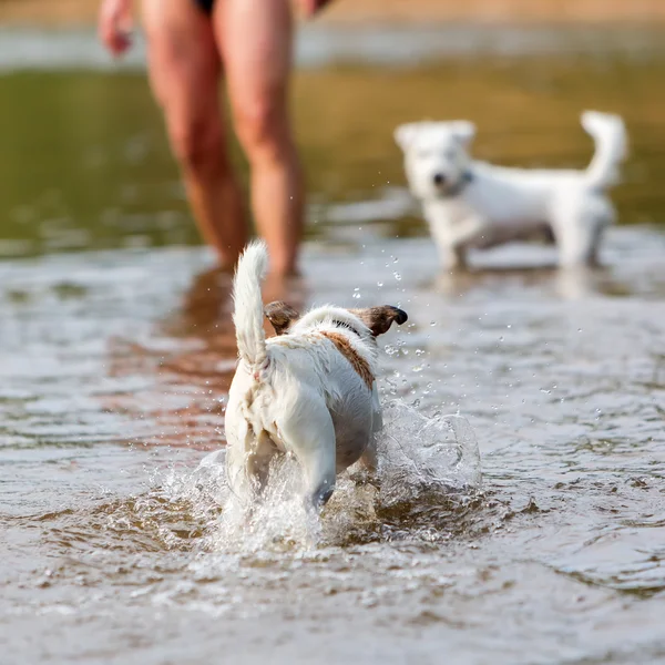 Man speelt met honden in de rivier — Stockfoto
