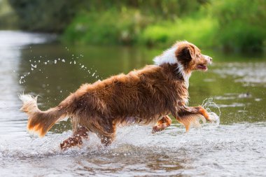 Avustralyalı çoban bir nehirde çalışıyor
