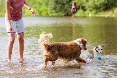 bir nehir köpeklerle kadın çalış
