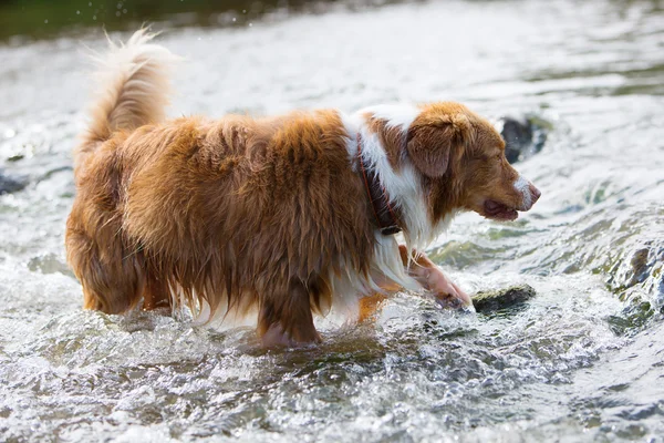 Australische herder hond in de rivier — Stockfoto