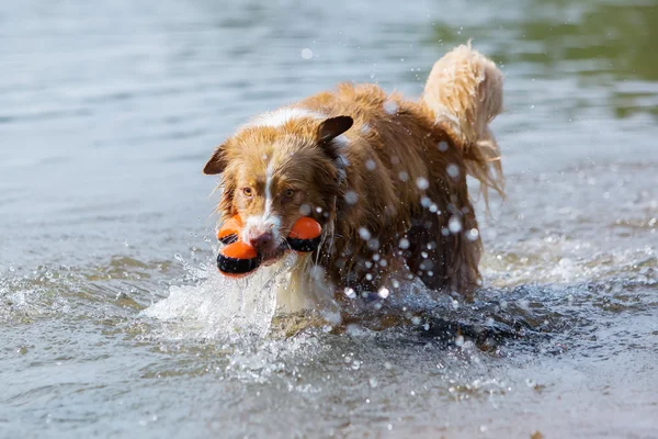 Dog plays with a toy in the water — Stock Photo, Image