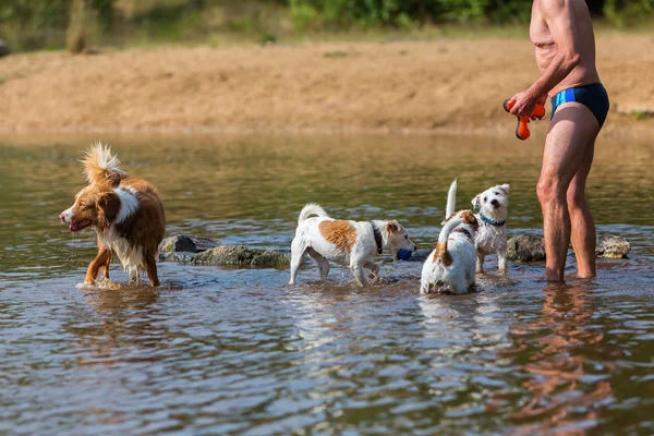 Mann mit Hunden in einem Fluss — Stockfoto