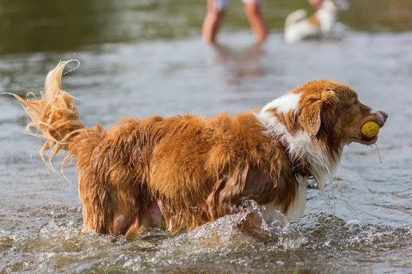 Hund spielt mit Ball im Wasser — Stockfoto