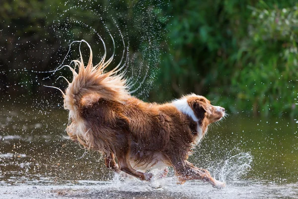 Australian Shepherd wordt uitgevoerd in een rivier — Stockfoto