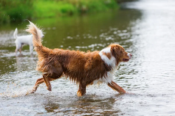 Australian Shepherd körs i en flod — Stockfoto