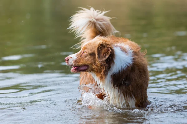 Australian Shepherd in een rivier — Stockfoto