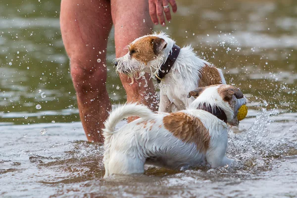 Adam nehre köpeklerle oynuyor — Stok fotoğraf