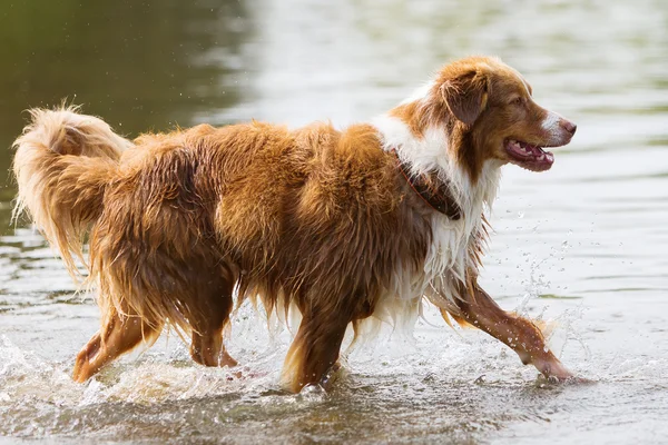 Australian Shepherd wordt uitgevoerd in een rivier — Stockfoto