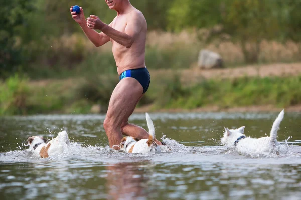 Hombre juega con perros en el río —  Fotos de Stock