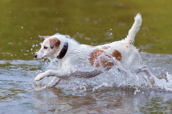 Dog runs in a river — Stock Photo, Image