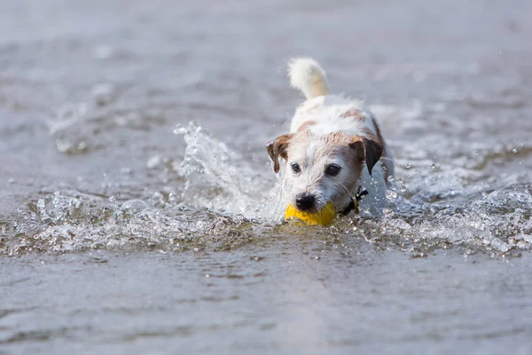 Dog retrieves a ball in the water — Stock Photo, Image