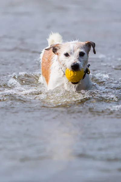 Dog retrieves a ball in the water — Stock Photo, Image