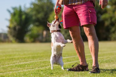 Adam köpeğini çayır üzerinde çalış