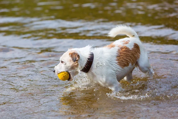 Parson Russell Terrier with a ball in a river — Stock Photo, Image