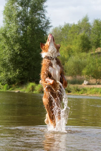 Australian Shepherd dog jumps in a river — Stock Photo, Image