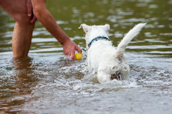 Omul se joacă cu un câine în râu — Fotografie, imagine de stoc