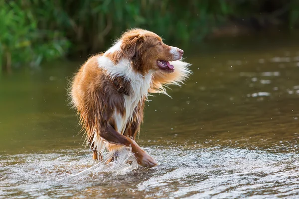 Australischer Schäferhund läuft in Fluss — Stockfoto