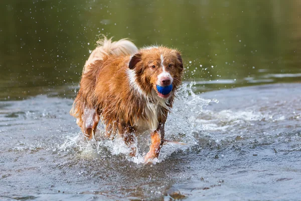Australian Shepherd running with a ball in a river — Stock Photo, Image