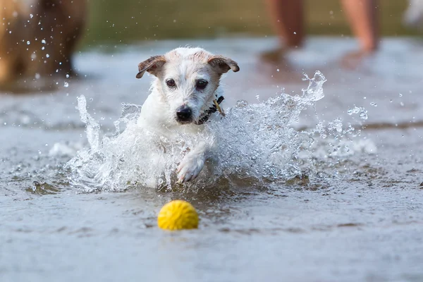 Dog retrieves a ball in the water — Stock Photo, Image