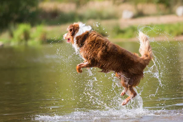 Australian Shepherd perro salta en un río — Foto de Stock