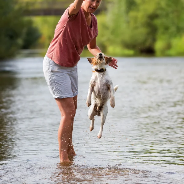 Frau spielt mit einem Russell Terrier — Stockfoto