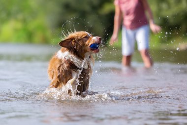 köpek su topuyla oynuyor