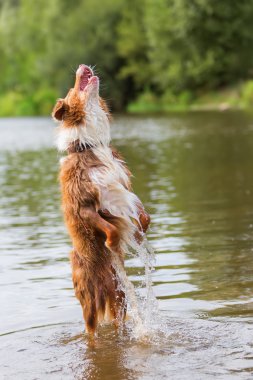 Avustralya çoban köpeği nehre atlar