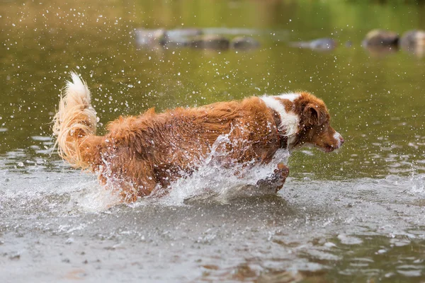 Australian Shepherd wordt uitgevoerd in een rivier — Stockfoto