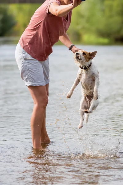 Frau spielt mit einem Russell Terrier — Stockfoto