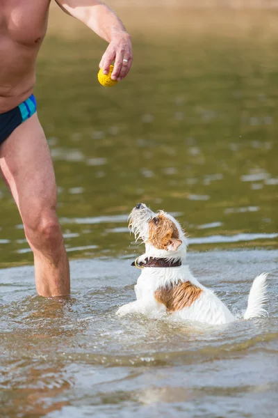 Gra człowiek z psem w rzece — Zdjęcie stockowe