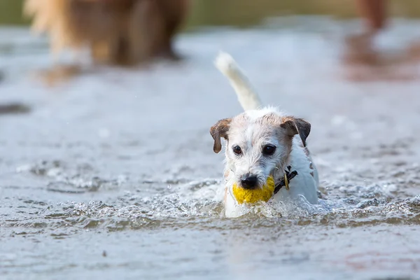 Dog retrieves a ball in the water — Stock Photo, Image