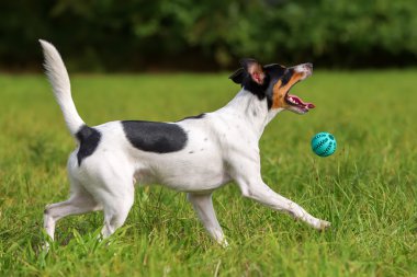 köpek ile bir top oynarken