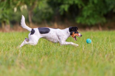 köpek ile bir top oynarken