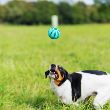 köpek ile bir top oynarken