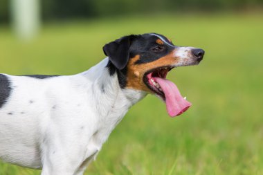 nefes nefese bir köpek portresi