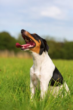 nefes nefese bir köpek portresi