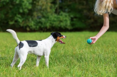 genç kız bir köpekle oynar