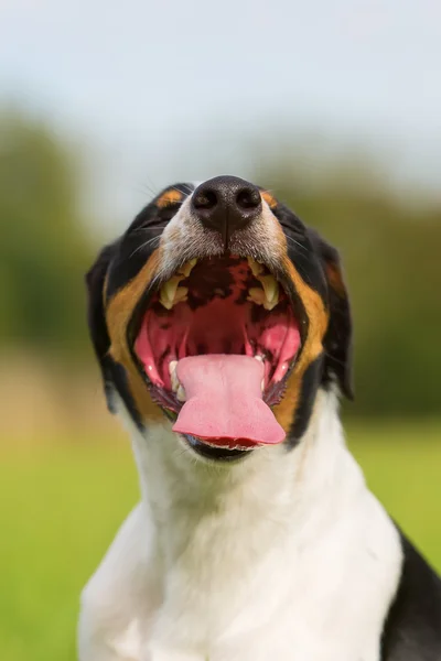 Портрет задыхающейся собаки — стоковое фото