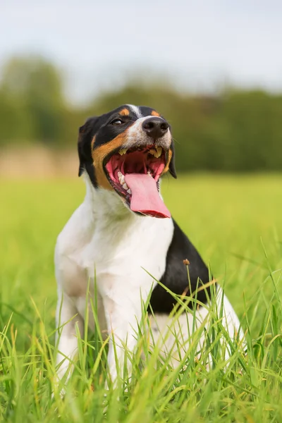 Porträtt av en flämtande hund — Stockfoto