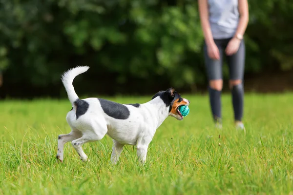 Jeune fille joue avec un chien — Photo