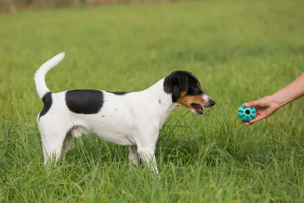 Vrouw overhandigen een speeltje aan een hond — Stockfoto