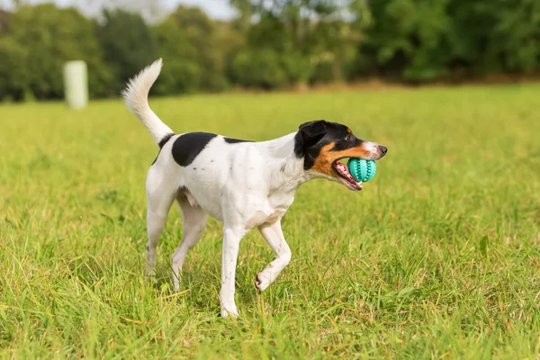 Perro está jugando con una pelota — Foto de Stock