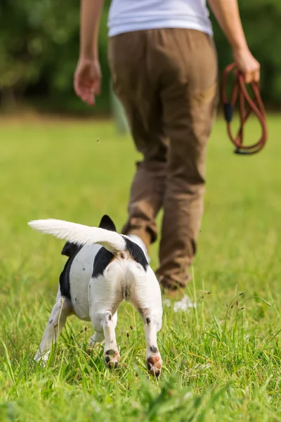 Wanita dengan anjing di padang rumput — Stok Foto