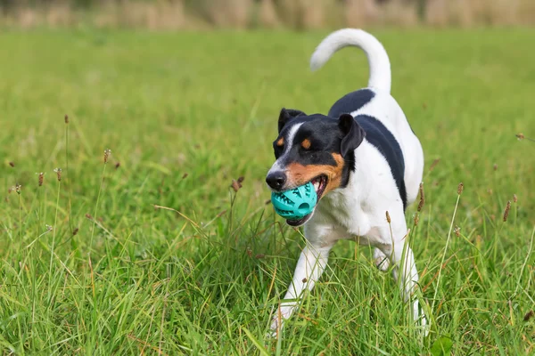Perro está jugando con una pelota —  Fotos de Stock