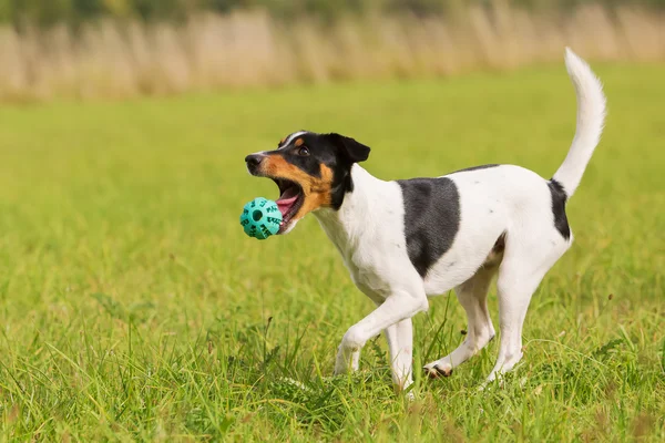 Hond speelt met een bal — Stockfoto